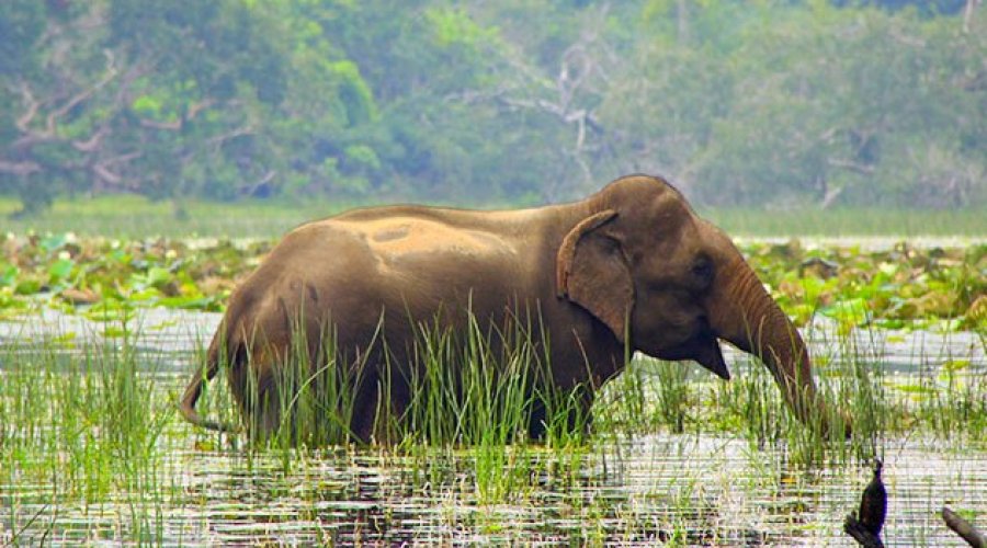 Yala national park